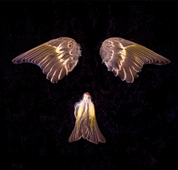 Photograph Naomi Pitcairn Angel Wings on One Eyeland